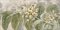 Six studies of Australian flora and funghi of Papua New Guinea  