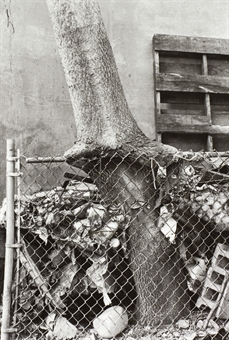 Tree + Fence out my back window, 1998  