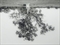 Oak Tree Red Bluff (3), 1993-2000  