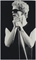 Lou Reed  
