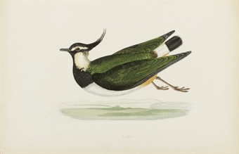 BREE, Charles Robert (1811-1886). A History of the Birds of Europe, Not Observed in the British Isles. Londres: Groombridge and Sons, 1863.