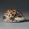 TABATIERE EN ARGENT ET COQUILLAGE  