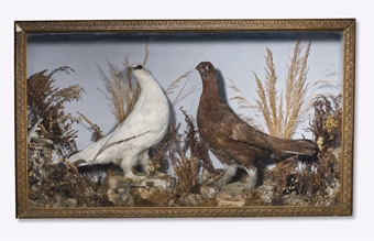 DEUX PIGEONS NATURALISES  