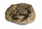 CRABE TITANO CARZINUSACULEARTUS  
