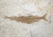DAPALIS MACRURUS  