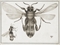 ADAMS, George (1750-1795). Plates for the Essays on the Microsope. (London: for the author, 1787). Oblong 2° (385 x 257mm.) 32 engraved plates (spotting throughout, one plate with crude repairs most with blimp library stamp). Rebound in blue cloth with gilt calf spine (rubbed). With a collection of 15 prints from the same, including proof states, 2 unrelated prints, and TWO ORIGINAL DRAWINGS FOR THE PLATES. BM 1: 124 (987)