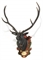 A BLACK FOREST PAINTED PLASTER STAG'S HEAD TROPHY  