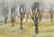 Trees in Winter  