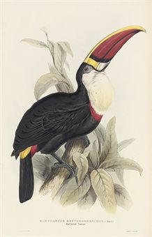 GOULD, John (1804-1881). A Monograph of the Ramphastidae, or Family of Toucans. London: for the Author, [1833-]1834[-1835].