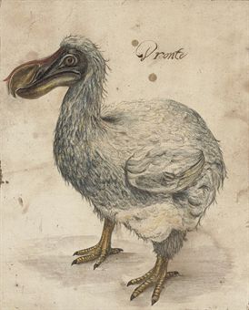 A dodo  