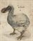 A dodo  