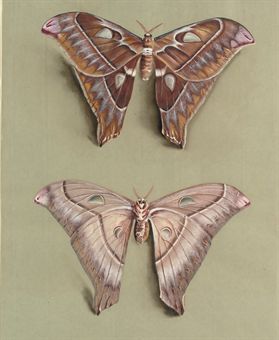 The Great Atlas moth: A female atlas moth, Attacus (family SATURNIIDAE, upperside and underside) 
