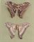 The Great Atlas moth: A female atlas moth, Attacus (family SATURNIIDAE, upperside and underside) 