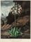The American Cowslip; The Oblique-Leaved Begonia; and The Persian Cyclamen, by Warner, Caldwall and Elmes 