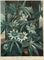 The Blue Passion Flower; The Winged Passion Flower; The Quadrangular Passion Flower, by Caldwall, Warner, and Hopwood 