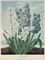 Hyacinths; and A Group of Carnations, by Warner and Caldwall 