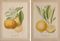 Deux planches issues de Histoire naturelle des Orangers: Oranger à fruit rugueux et Oranger à longues feuilles par Gabriel et Susémihl 