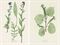 BRADBURY, Henry (1831-1860). A Few Leaves from the Newly-Invented Process of Nature-Printing. London: Bradbury & Evans, 1854.