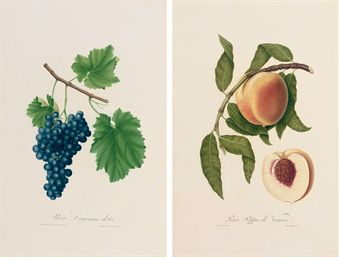 GALLESIO, Giorgio (1772-1839). Pomona Italiana, ossia trattato degli alberi fruttiferi. Pisa: Niccoló Capurro, 1817-1839.