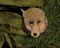 Fox in Lair