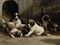 Saint-Bernard puppies