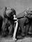 Dovima with elephants, Evening dress by Dior, Cirque d'Hiver, Paris, August 1955