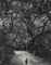Child on Forest Road, 1958