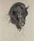 The head of a black horse  