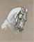 The head of a white horse  