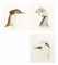 Three head studies of birds: A Guinea