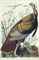 AUDUBON, John James (1785-1851). The Birds of America; from Original Drawings. London: Published by the Author, 1827-1838.