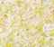 Tighter Flocky with Green Yellow