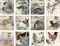 The Chinese Zodiac