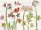 Amaryllis, Orchids and Tulips