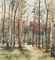 Birch grove in the morning light