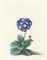 A Blue Auricula (Auricula Fille Amoureuse)