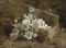 White azaleas and mimosas in a wicker basket on a forest floor