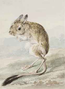 A pale kangaroo mouse (Microdipodops pallidus)