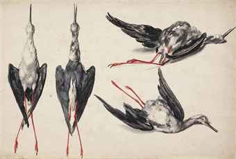 Four studies of a black-winged stilt (Himantopus himantopus) 