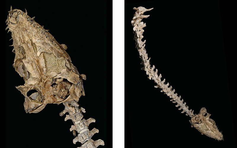 t rex christies