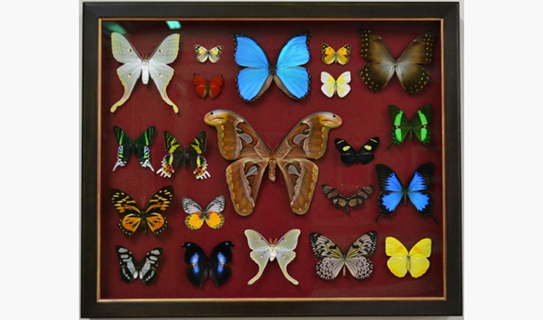 John Jones produced a collection of frames for over 300 butterflies and moths for display in Ralph Lauren’s Rugby store © John Jones London