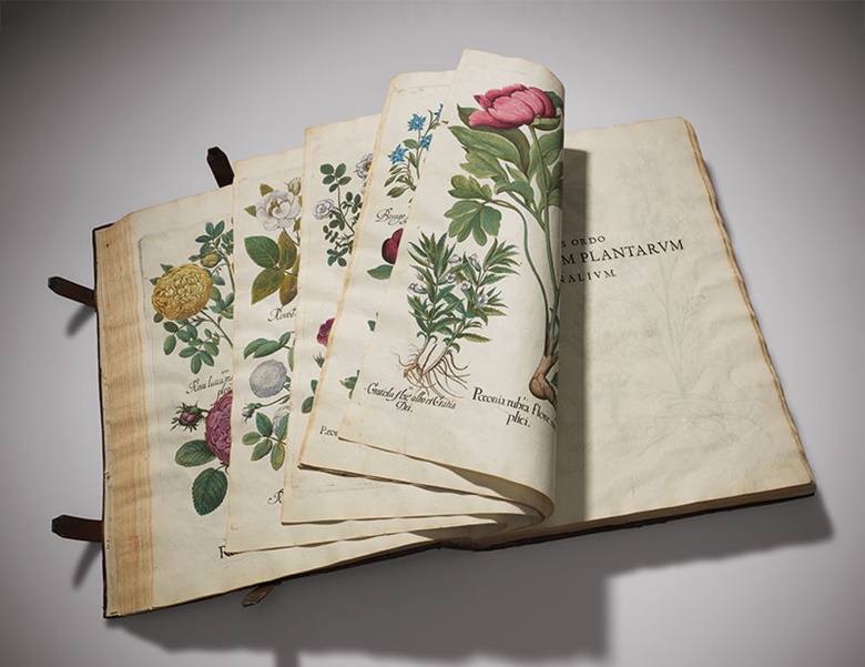 Basilius Besler (1561-1629), Hortus Eystettensis, [Nuremberg] 1613. Estimate £800,000-1,200,000. This lot is offered in Valuable Books and Manuscripts on 13 July 2016 at Christie’s in London, King Street