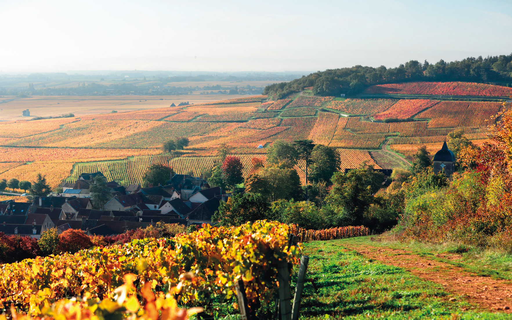 Vineyards in the Burgundy region of east-central France