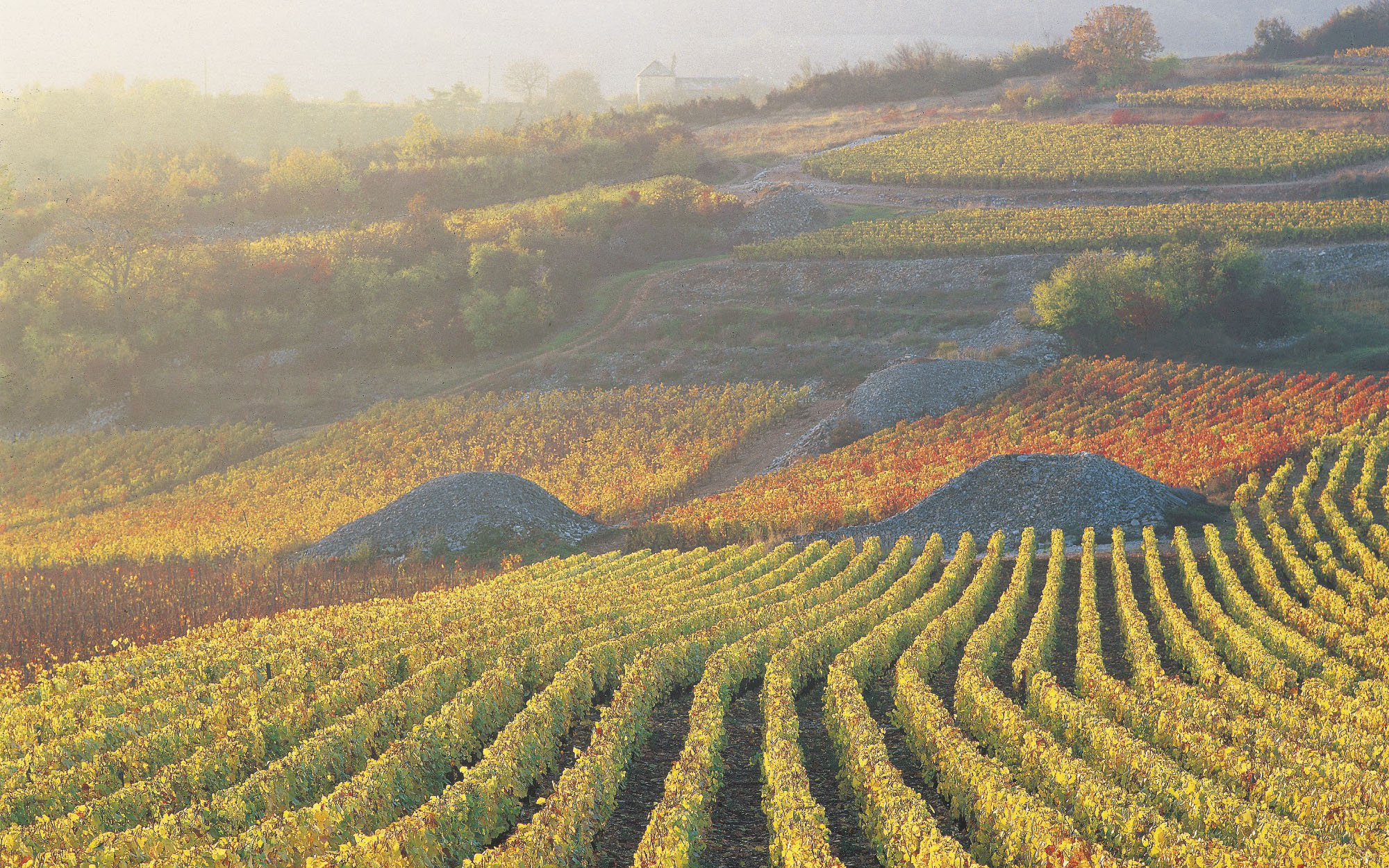 Vineyards at the Côte de Beaune, the southern part of the Côte d'Or, a limestone escarpment in Burgundy