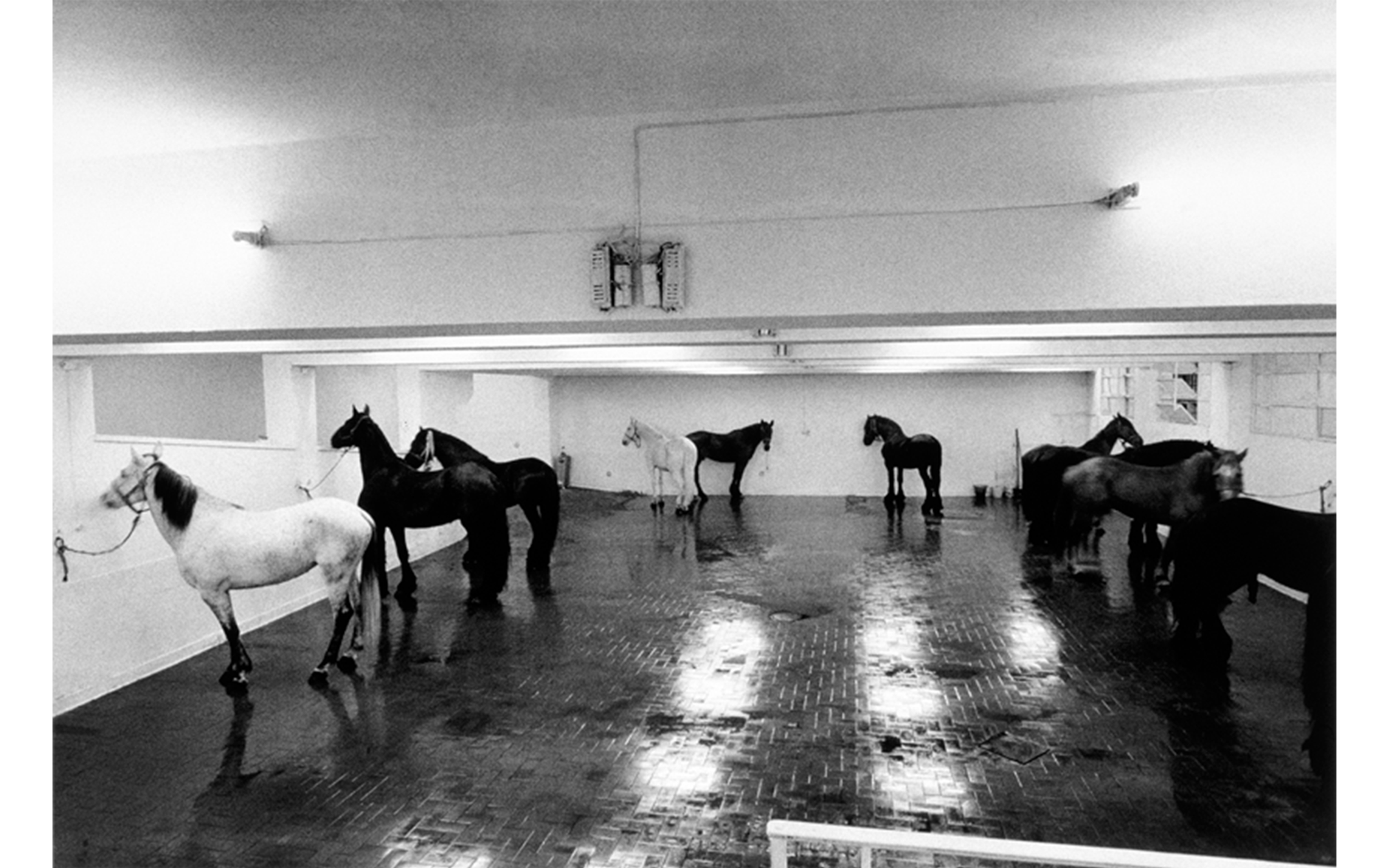 Jannis Kounellis, Untitled (12 Horses), L'Attico di via Beccaria, January 1969