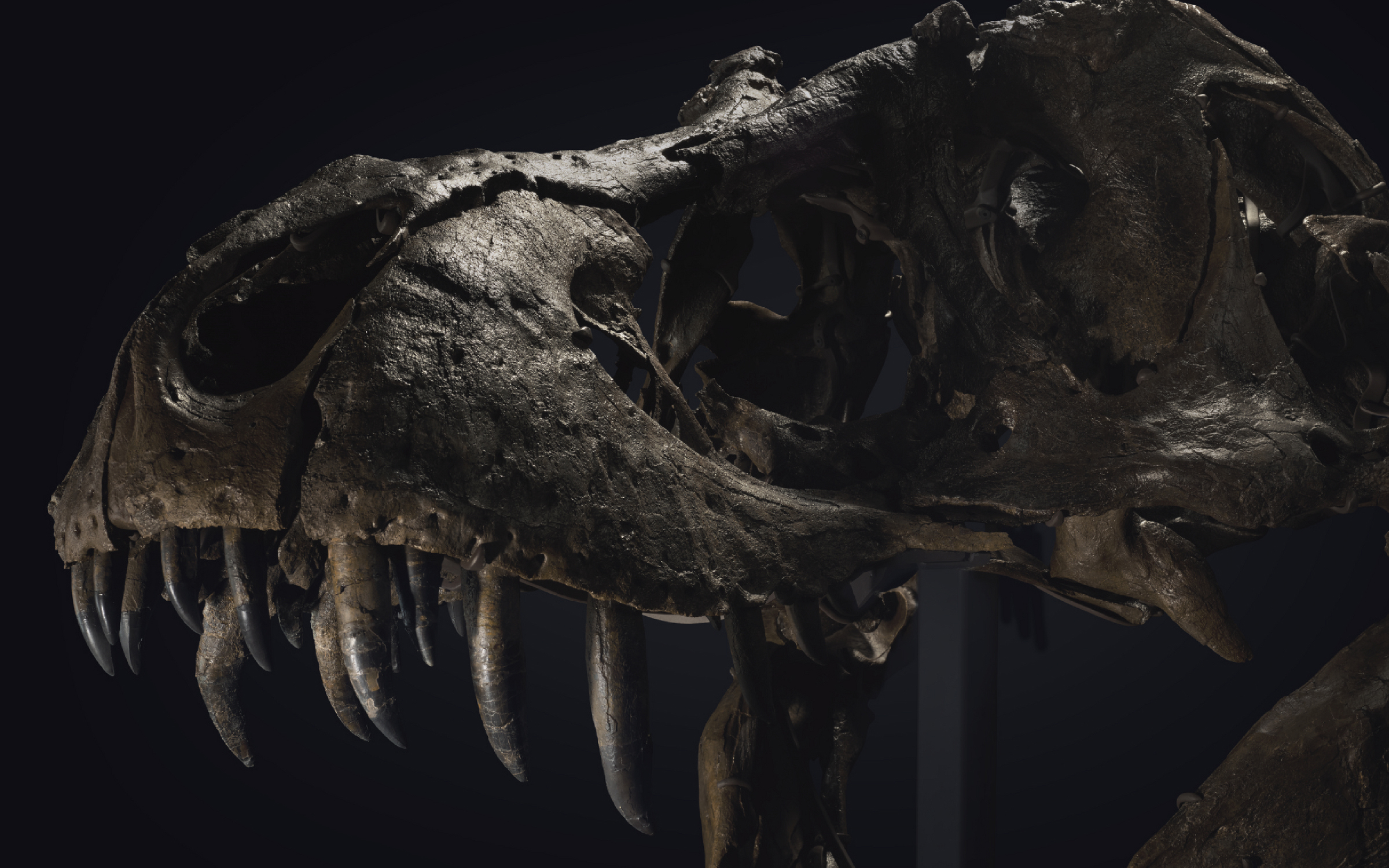The skull of a Tyrannosaurus Rex