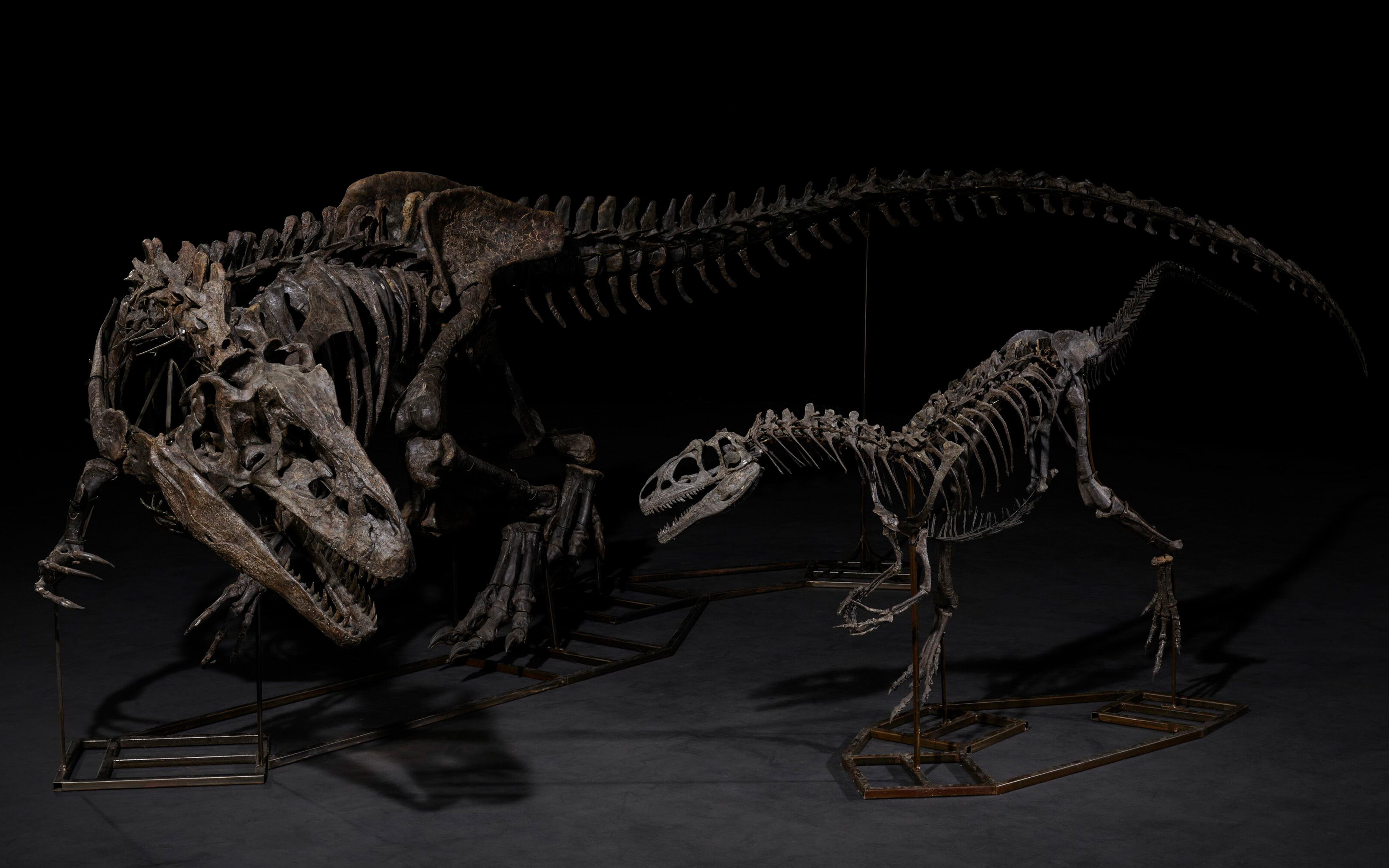 Adult and juvenile Allosaurus. From the Meilyn Quarry, Medicine Bow, Carbon County, Wyoming, USA, late Jurassic (circa 145-157 million years ago), offered in Jurassic Icons: Allosaurus & Stegosaurus on 12 December 2024 at Christie's in London