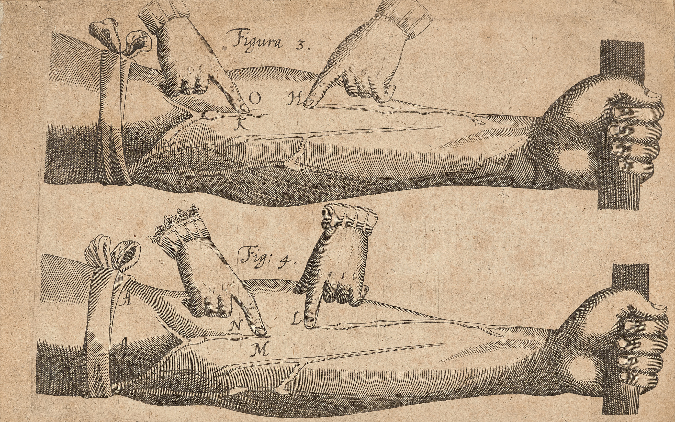 An illustration from William Harvey's 1628 work Exercitatio anatomica de motu cordis et sanguinis in animalibus, discussed by Dr Adam Rutherford in the short film above, and offered in Valuable Books, Manuscripts and Photographs, including Highlights from the Royal Society of Medicine on 10 December 2025 at Christie's in London