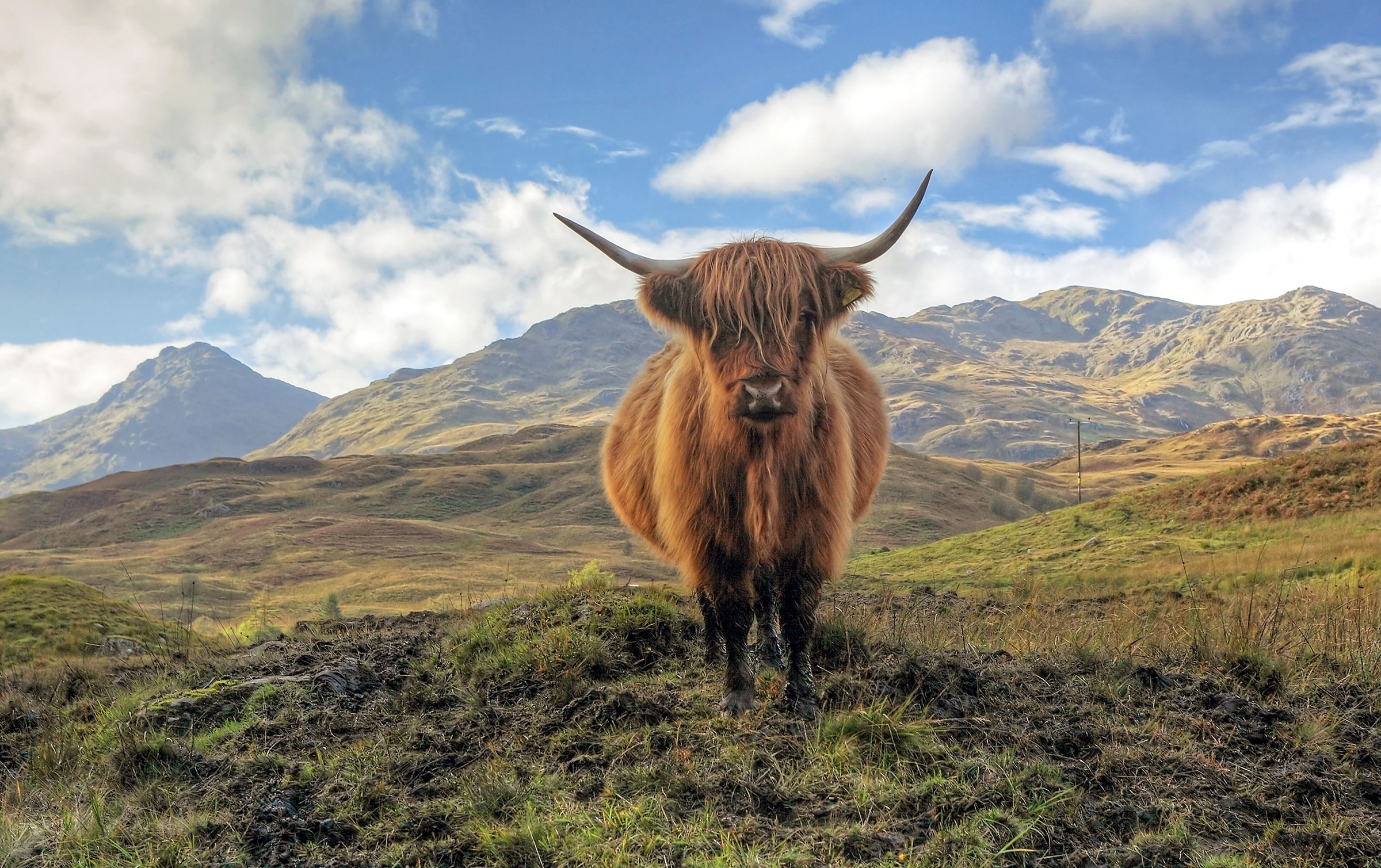 A highland cow in the Trossachs, with the Arrochar mountains in the distance © Targn Pleiades / Shutterstock
