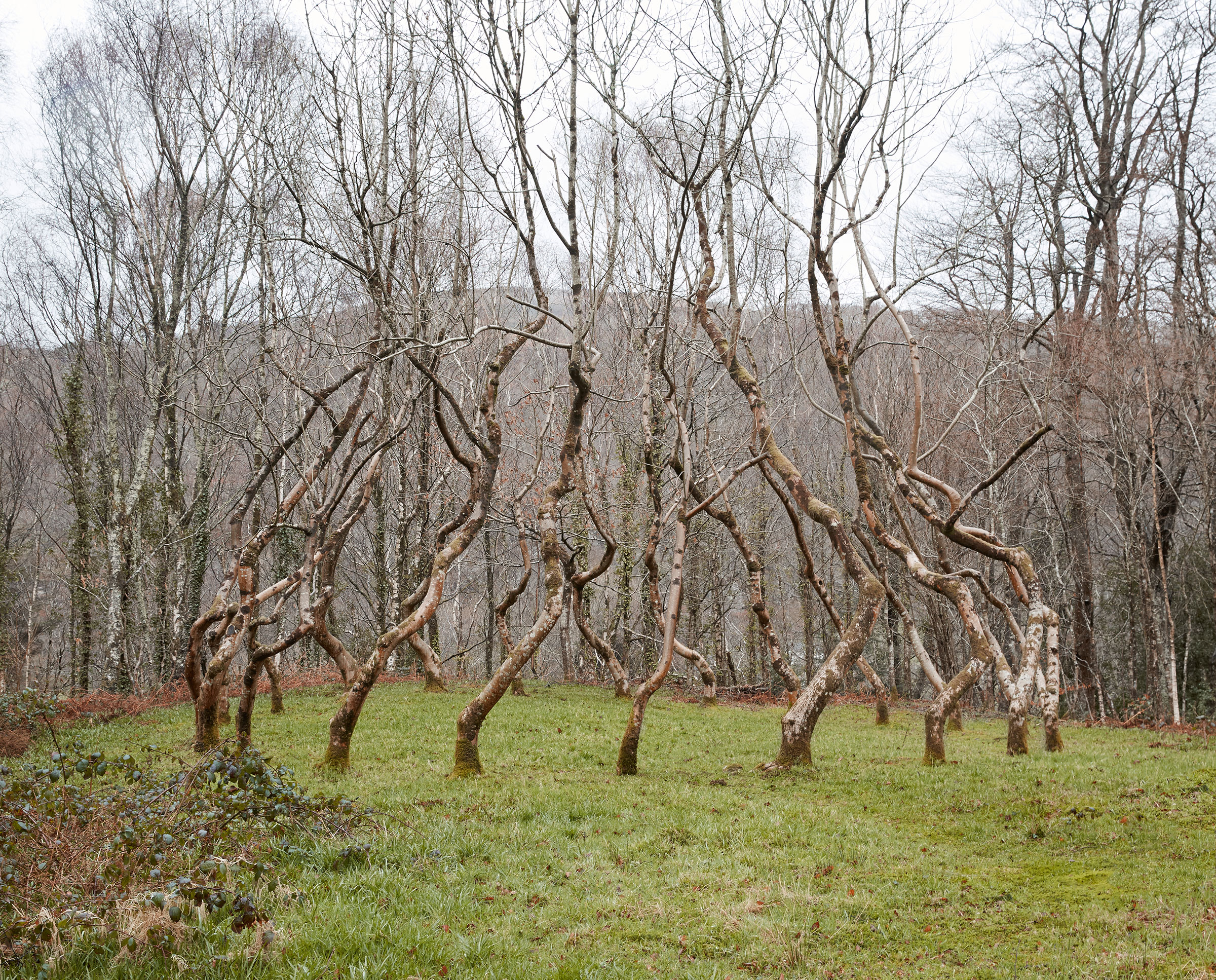 Ash Dome, planted in 1977 © David Nash, courtesy the artist. Photograph by Robin Friend